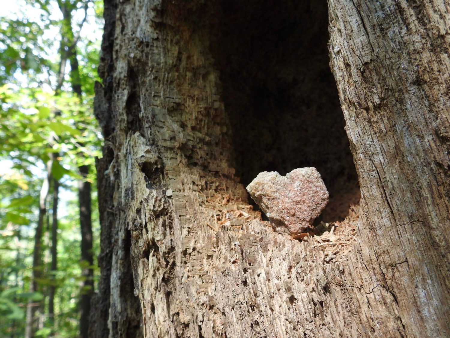 Home is where the heart is, even in a treehouse.