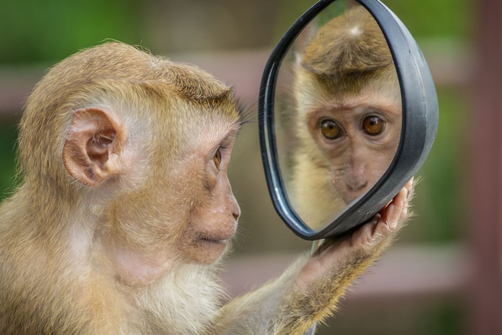 Selfie Selfie on a stick …