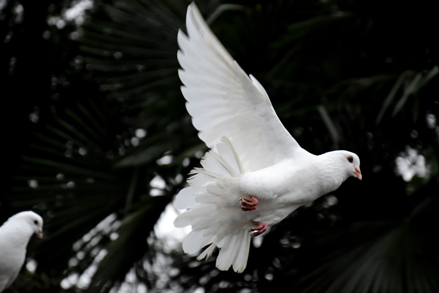 The Holy Spirit is God