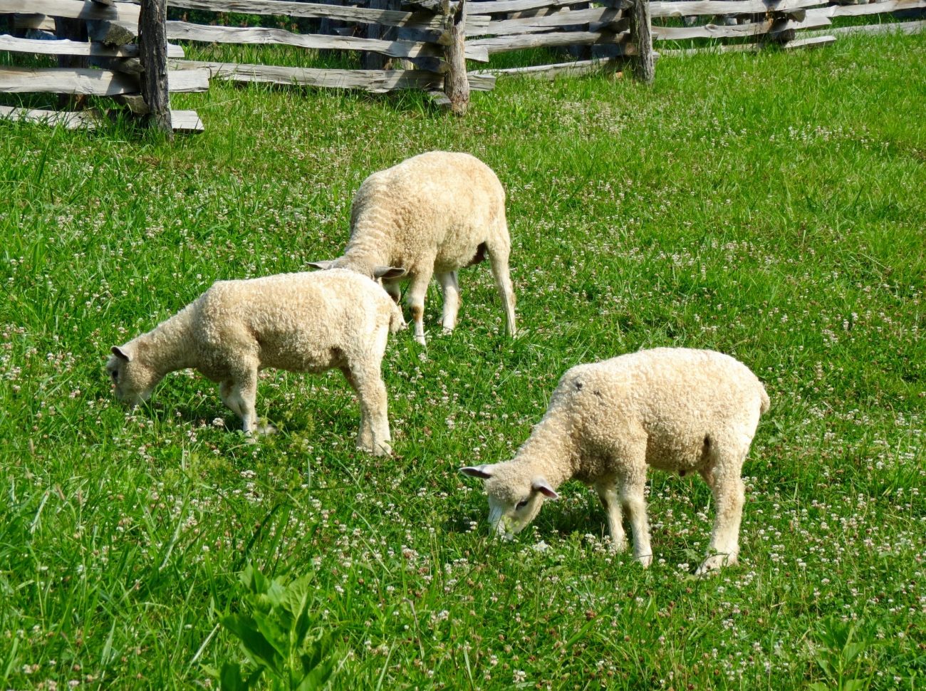 The Good Shepherd loves the sheep and the goats.
