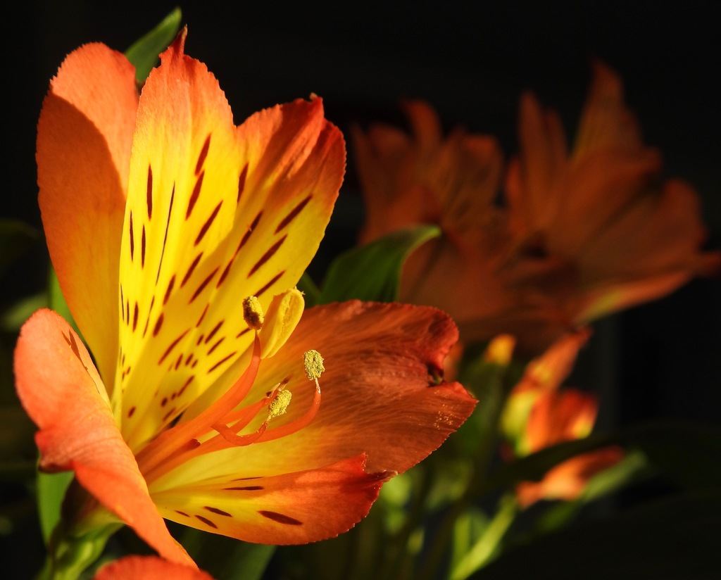 The watered lilies