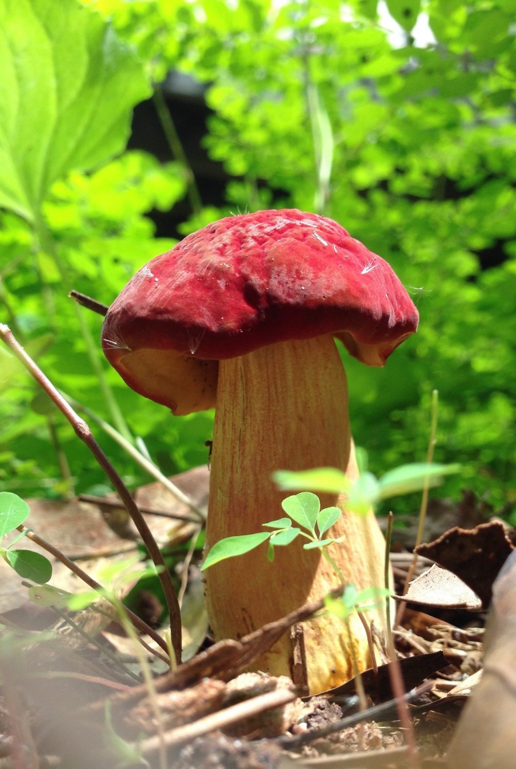 Strawberry mushroom gives its best
