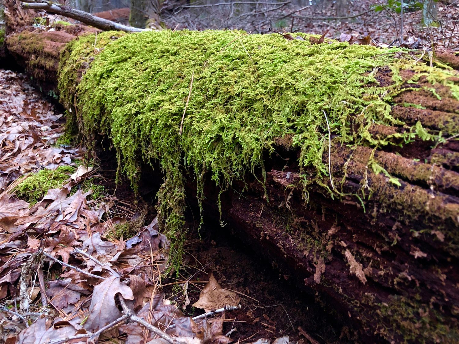 When you judge: how a log can affect your vision