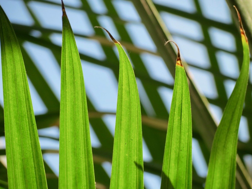 Wave your palm fronds!