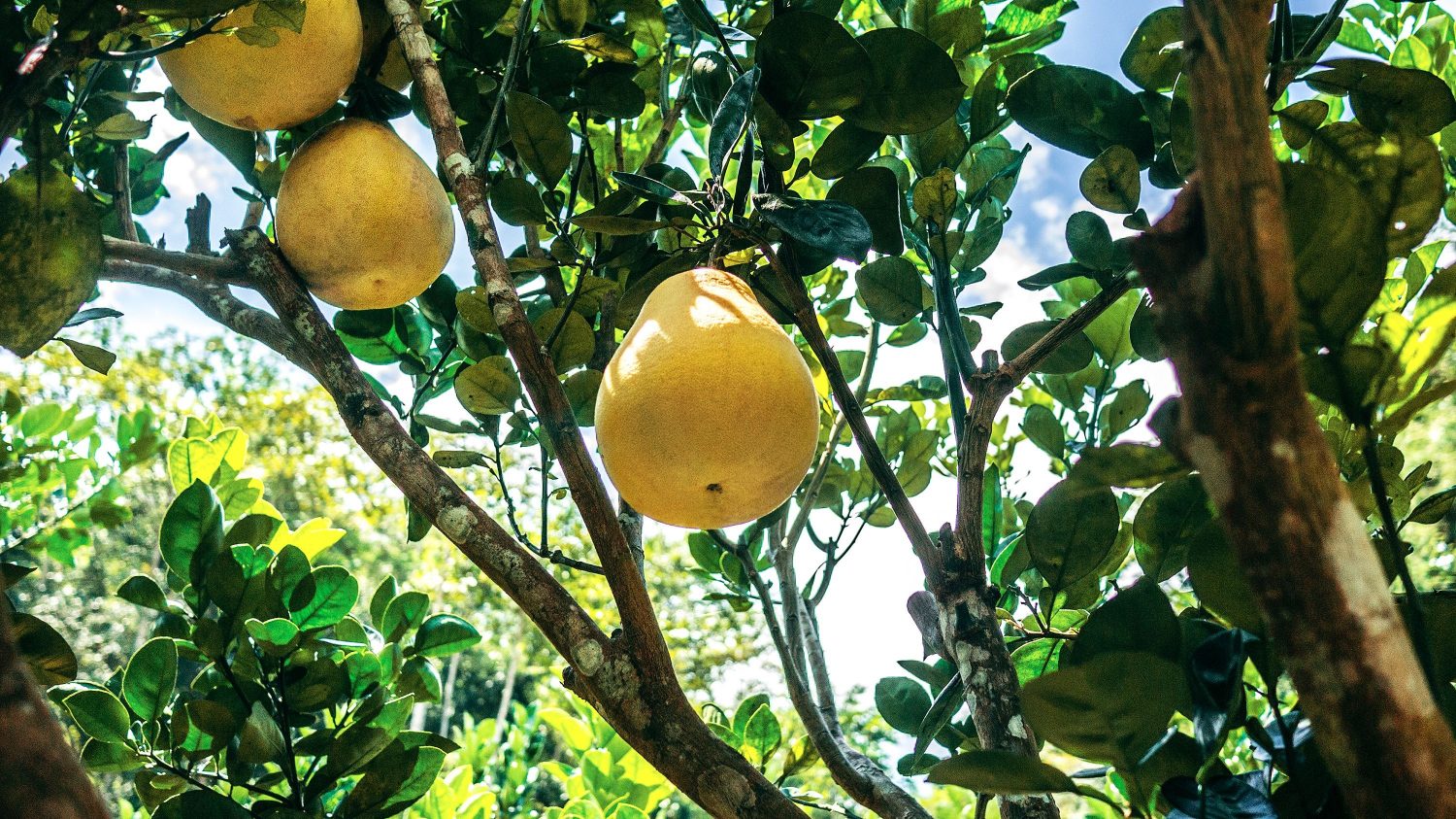 Does your life produce satisfying fruit?