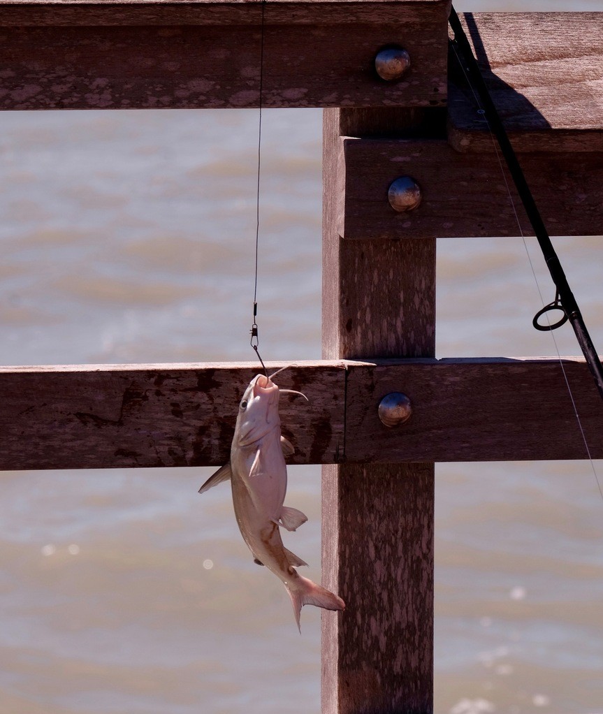 Will you take the bait?