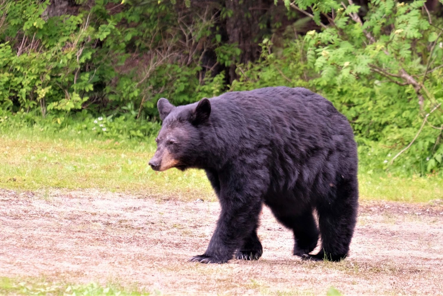 The story of a bear under our deck