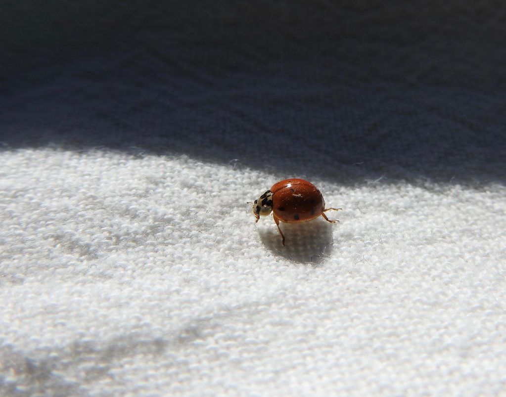Let the Ladybugs come