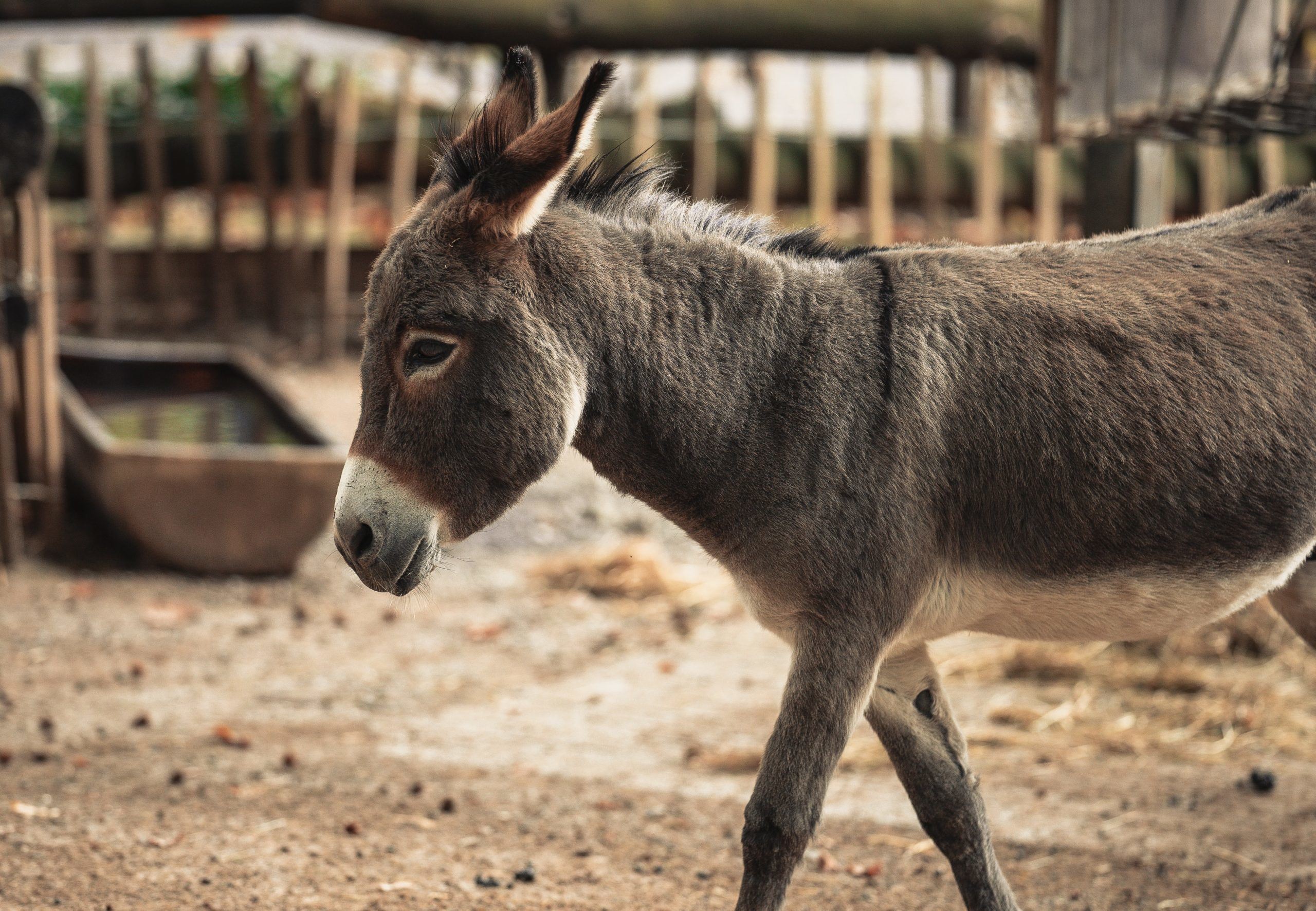 Palm Sunday: Jesus, a man of peace
