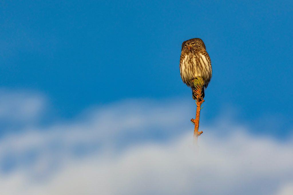 The owl spoke a word