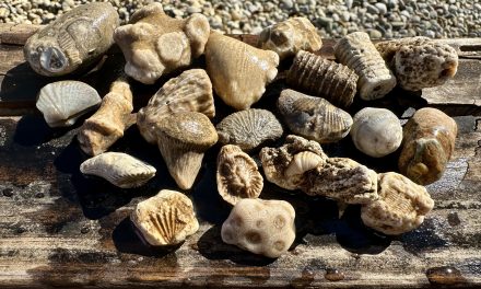 Still finding fossils in the fire pit