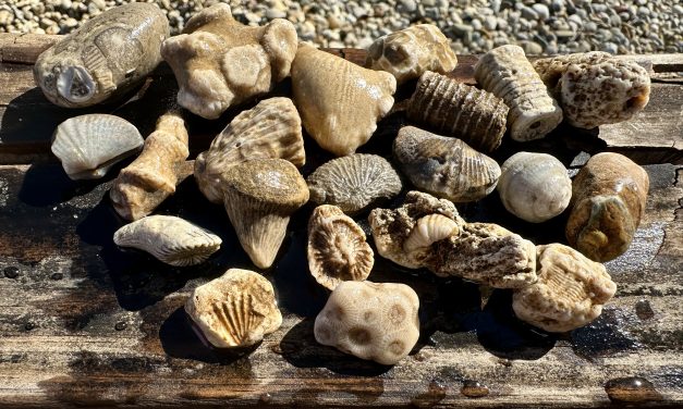 Still finding fossils in the fire pit